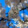 Tree Blossoms in Germany