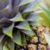 Pineapple in Moorea, French Polynesia