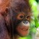 Orangutan in Borneo (Kota Kinabalu, Malaysia)
